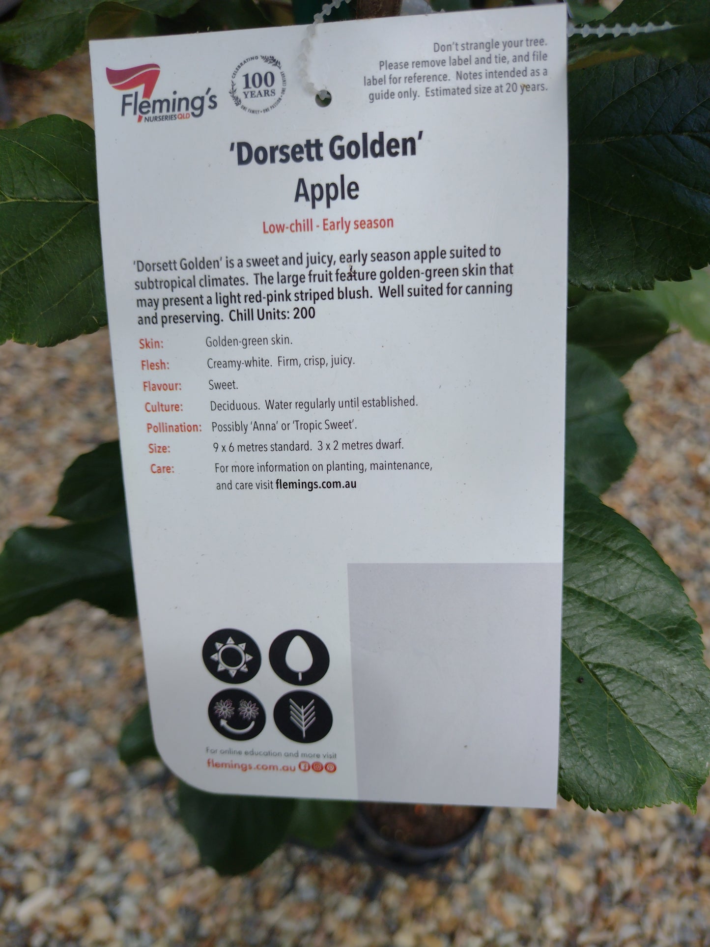 ‘Dorsett Golden’ apple dwarf image 2