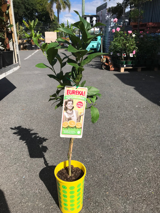 Lemon (Eureka) image 1