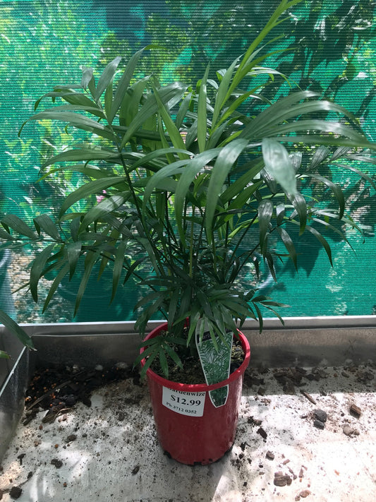 Parlour Palm - 140mm image