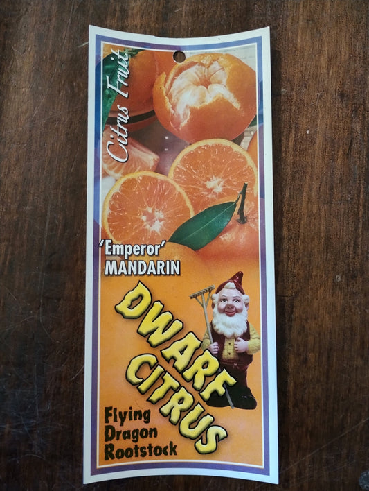 ‘Emperor’ Mandarin Dwarf image 1