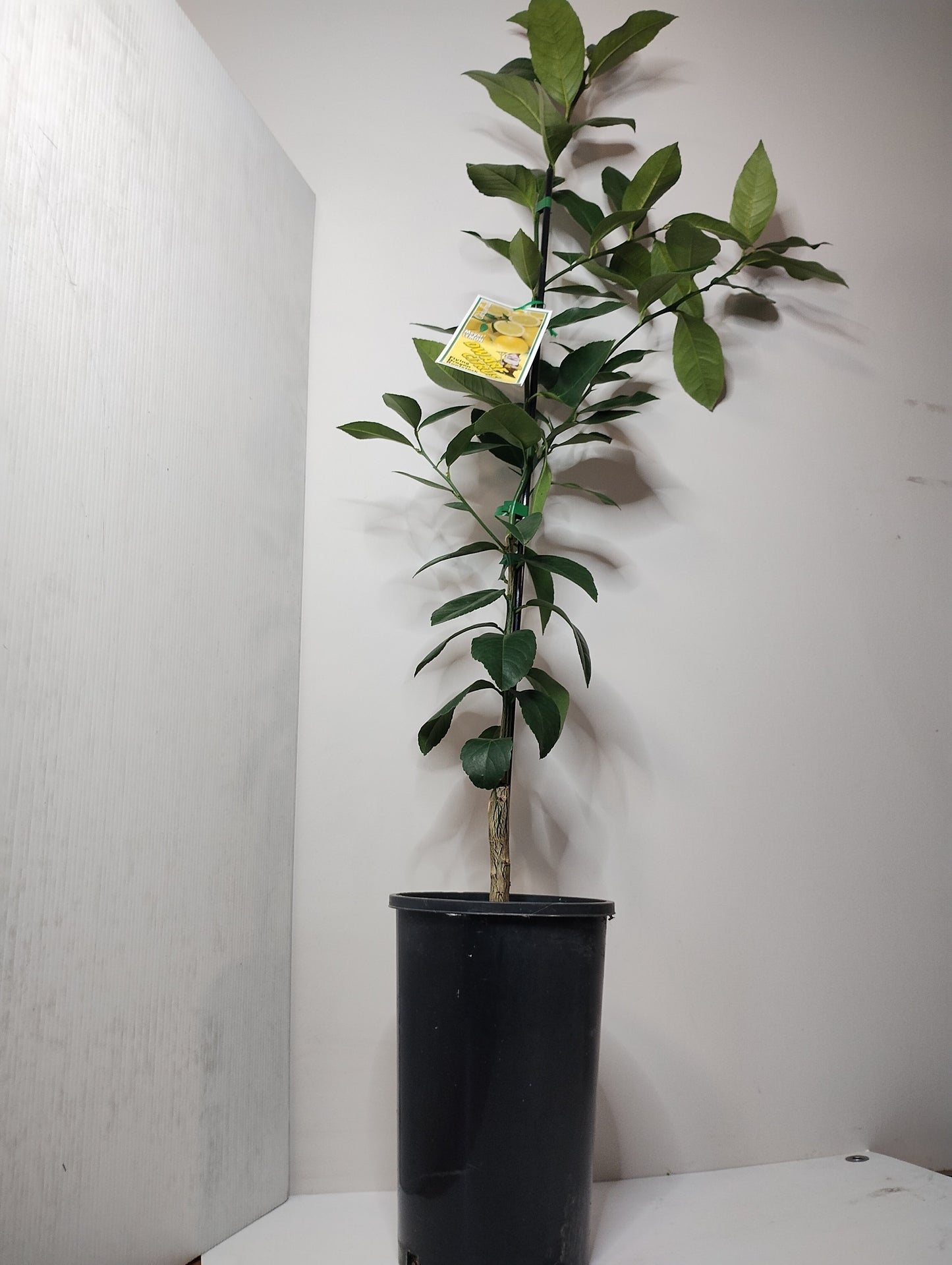 Dwarf ‘Meyer’ Lemon image 0