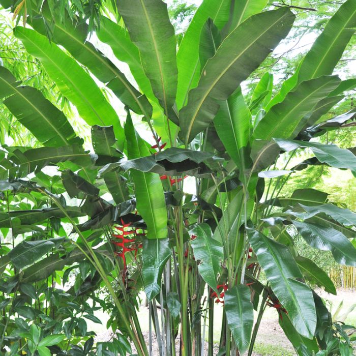 Heliconia 'Hot Rio Nights'