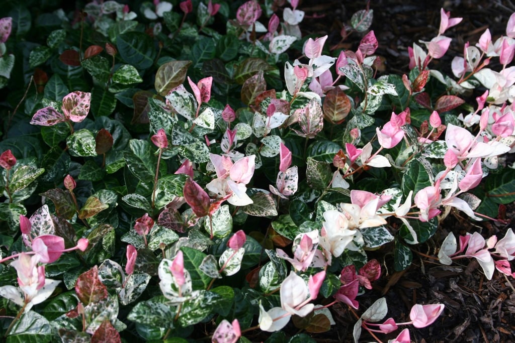 Tricolour Jasmine image 2