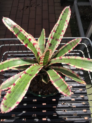 Neoregelia Dwarf 'White Stripe' image 1