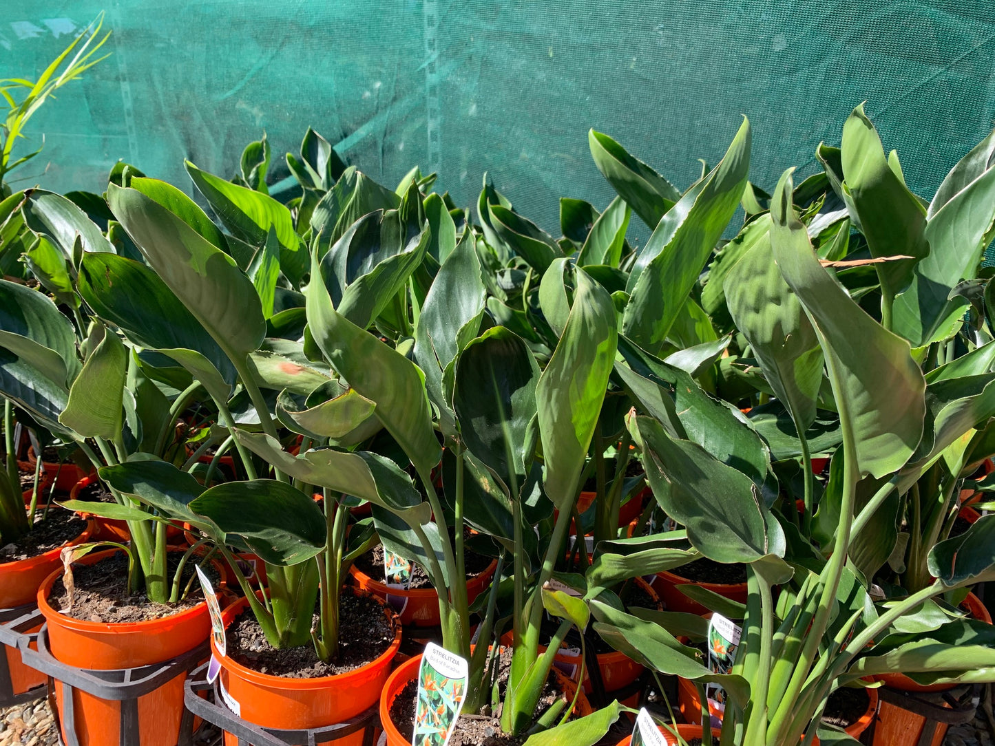 Strelitzia Reginae 'Bird of Paradise' image 1