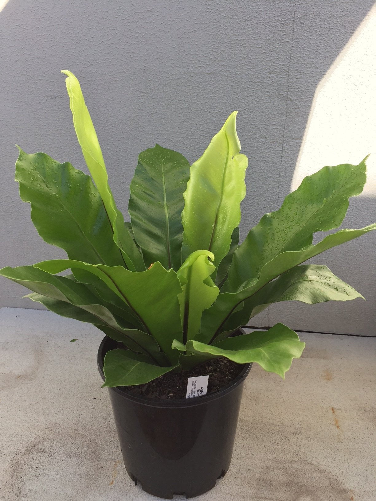Crow's Nest Fern - 200mm image