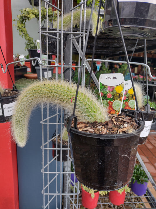 Monkey Tail Cactus image 2