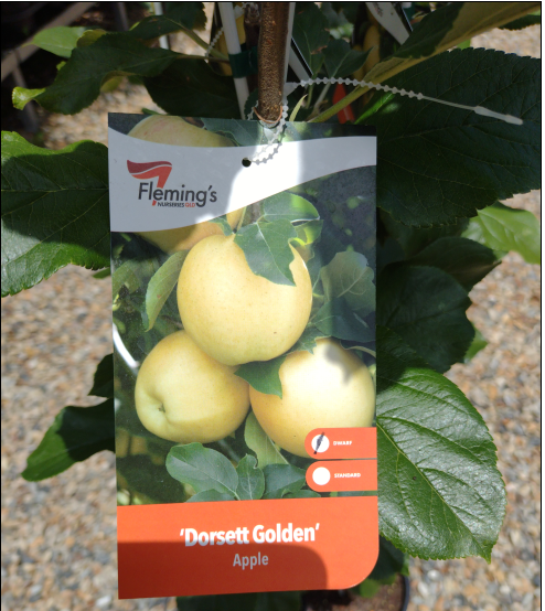 ‘Dorsett Golden’ apple dwarf image 1