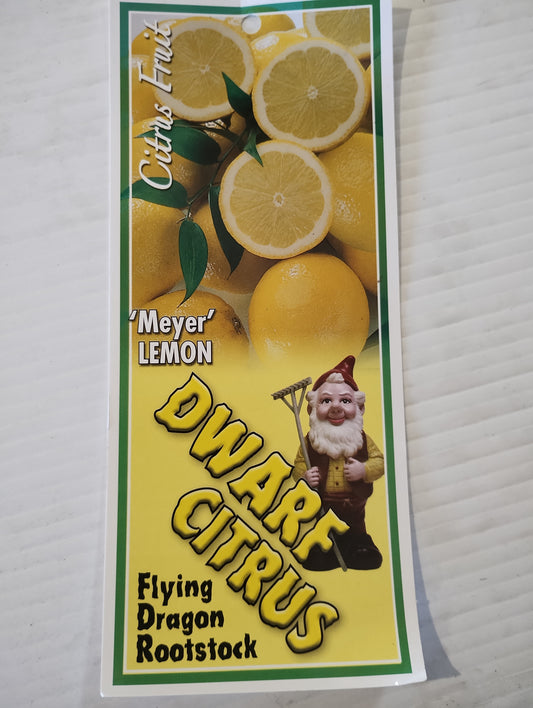 Dwarf ‘Meyer’ Lemon image 1