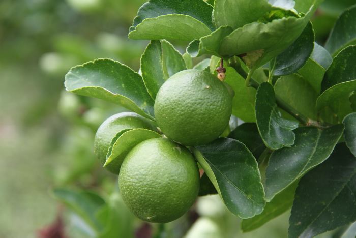 Lime 'Tahitian' image 0
