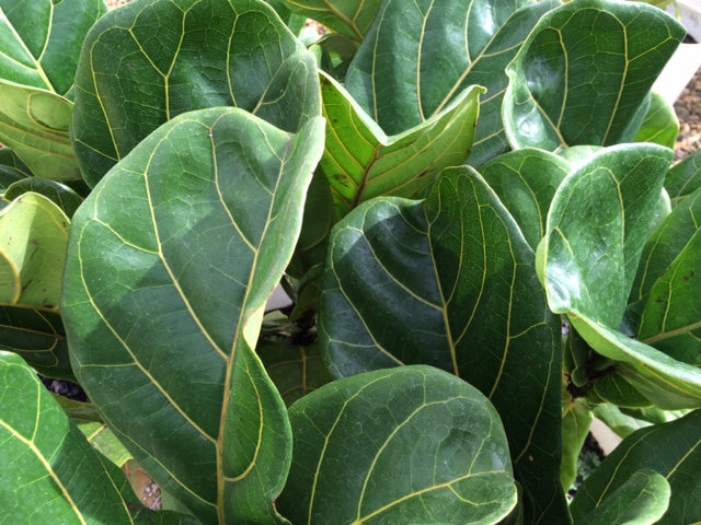 Ficus 'Fiddle Leaf Fig' image 0