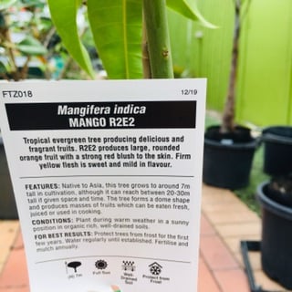 Mango R2E2 image 1