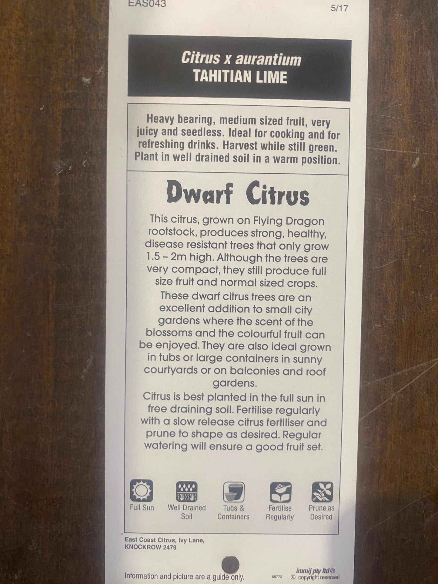 Dwarf Lime (Tahitian Lime) image 2