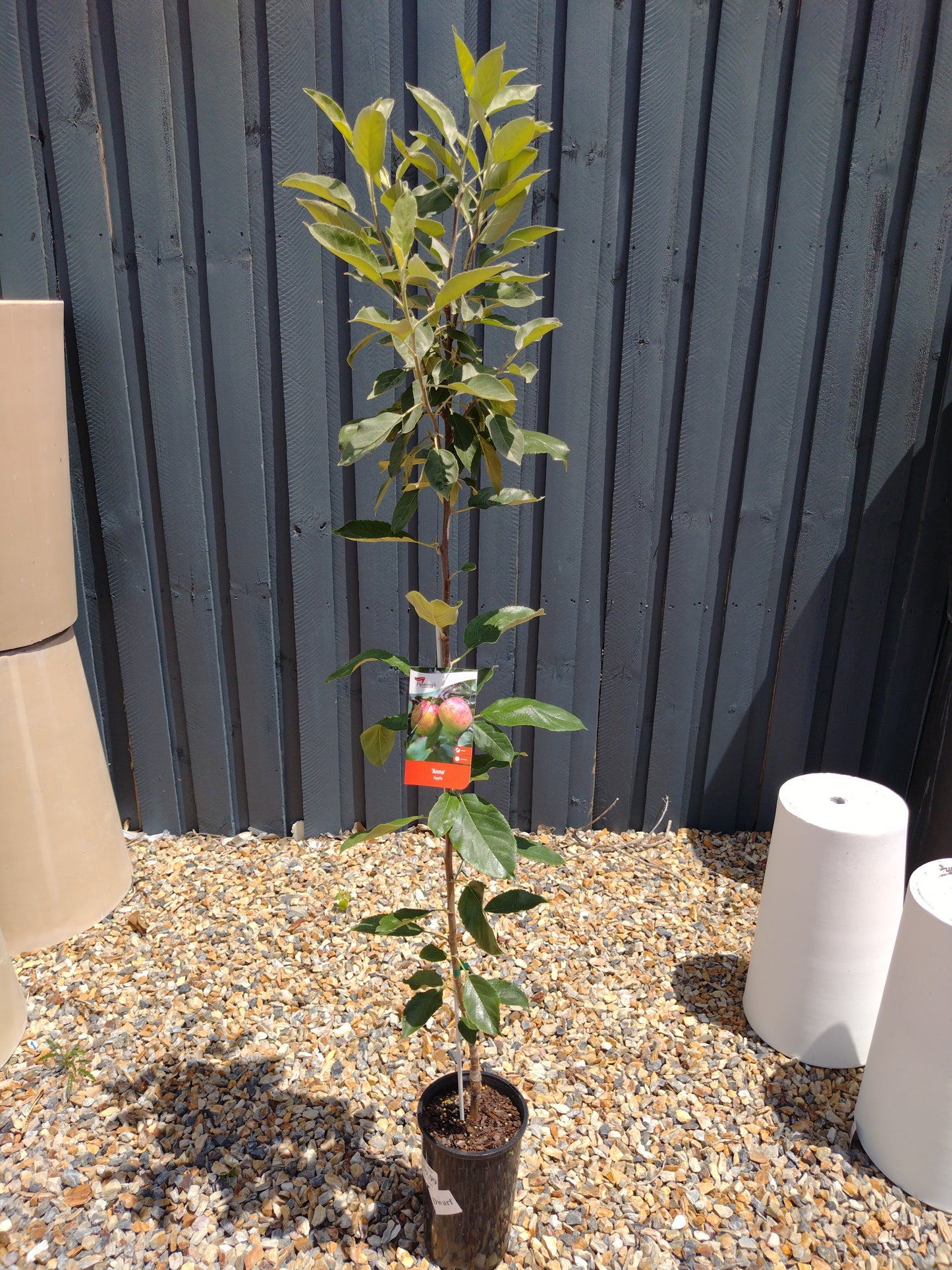 ‘Dorsett Golden’ apple dwarf image 0