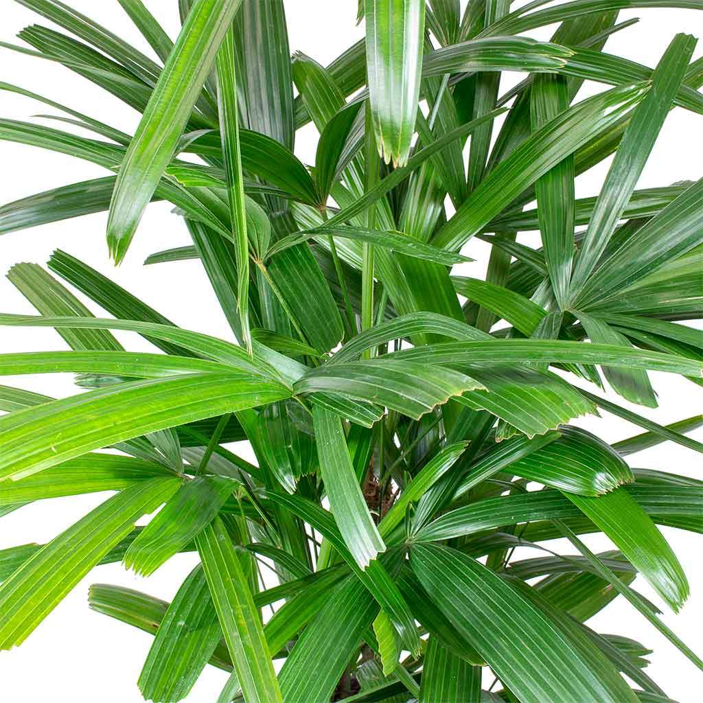 Raphis Palms image 0