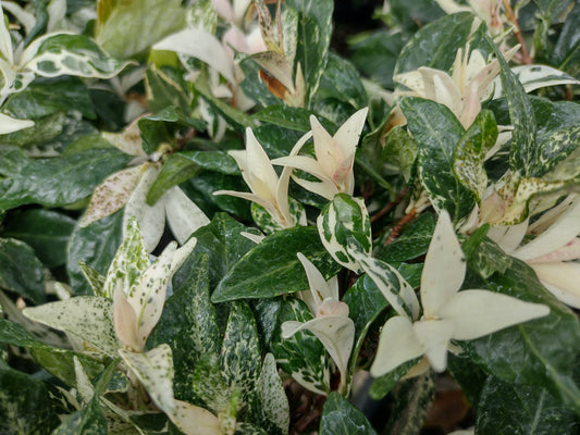 Tricolour Jasmine image 1