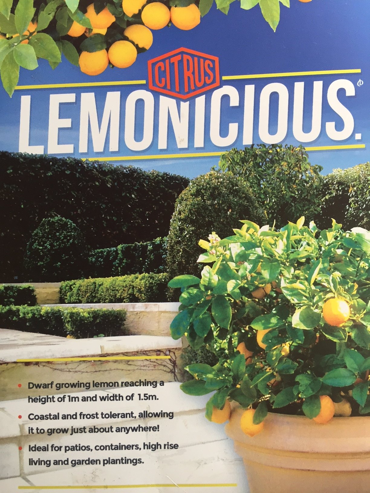 Lemon (Lemonicious) image 2