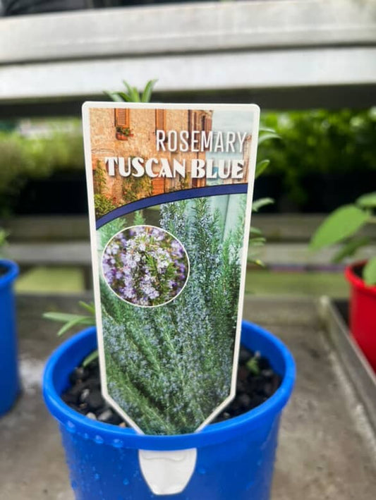 Rosemary Tuscan Blue image 1