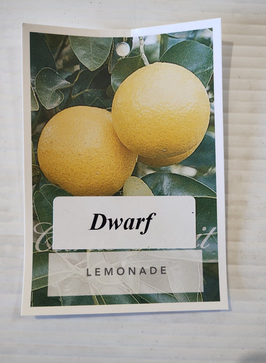 Dwarf ‘Lemonade’ image 1