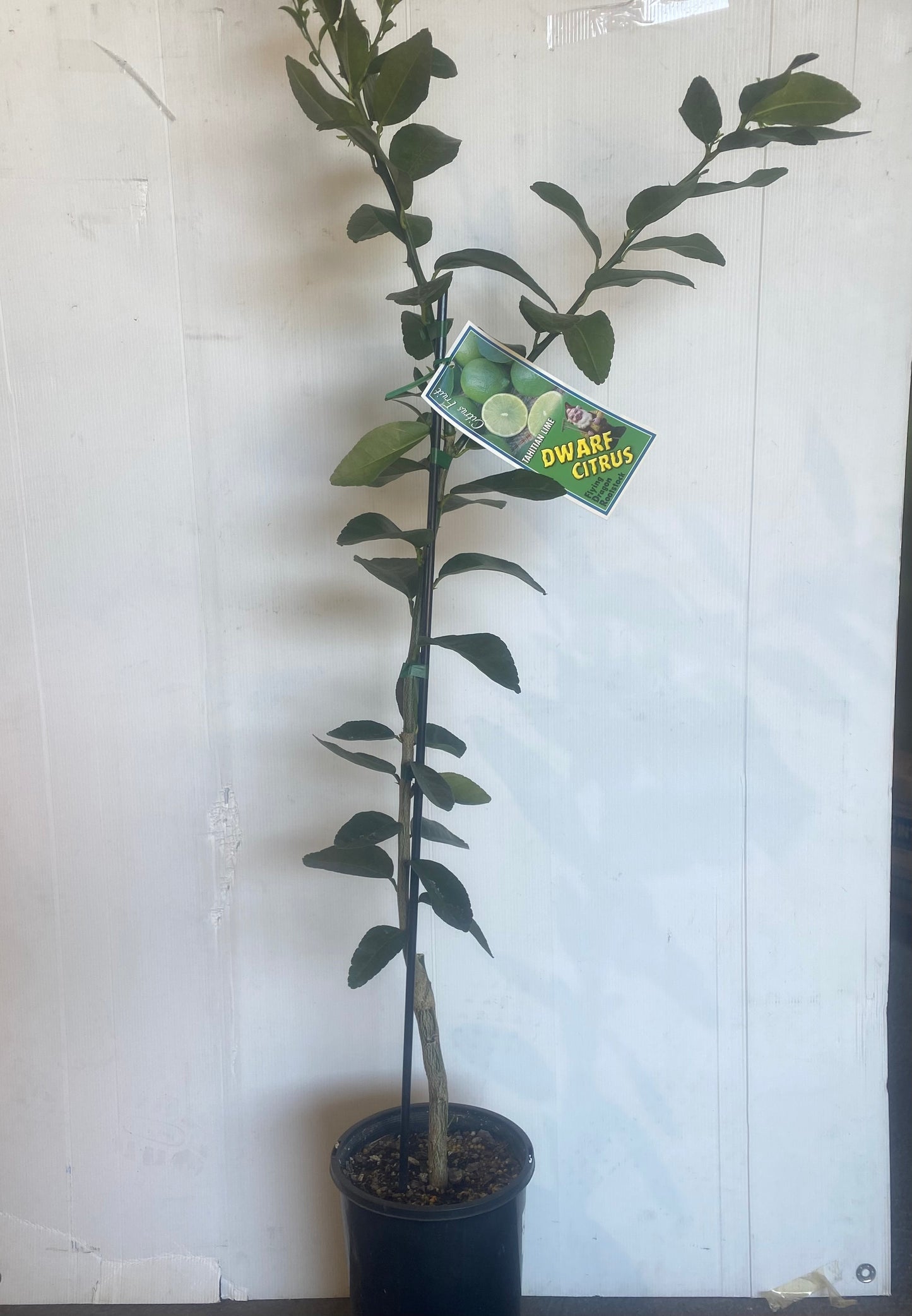 Dwarf Lime (Tahitian Lime) image 0