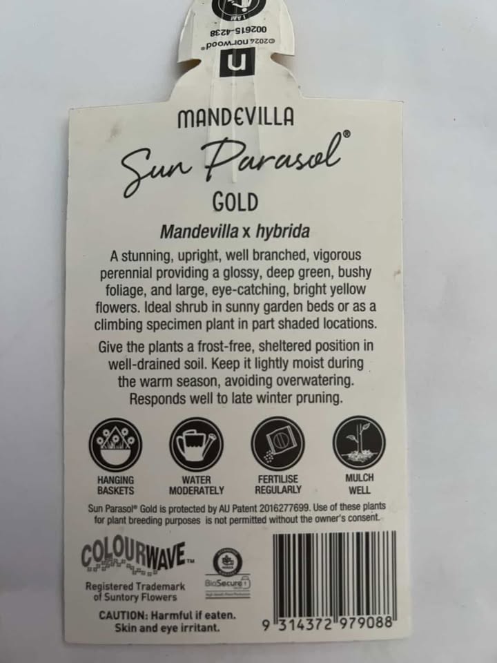 Mandevilla Sun Parasol- Gold image 1