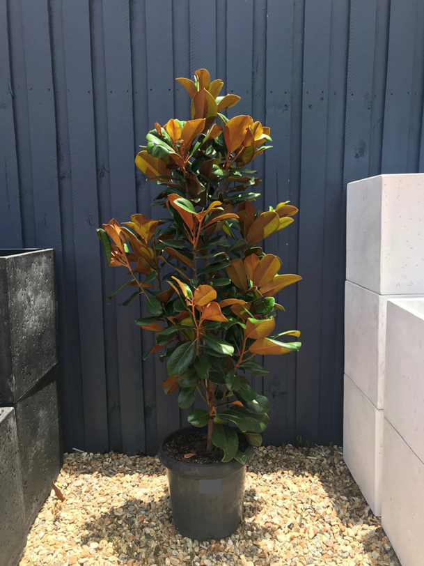 Magnolia 'Teddy Bear' - 300mm image