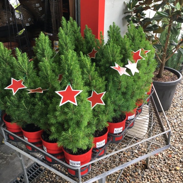 Christmas Star Picea Glauca 140mm image 3