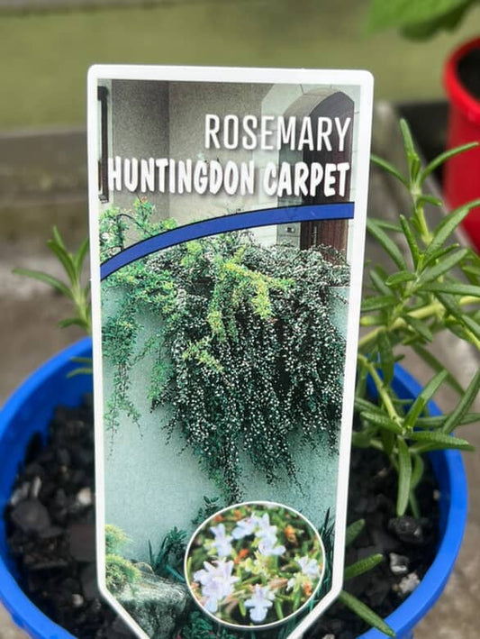 Rosemary Huntington Carpet image 1