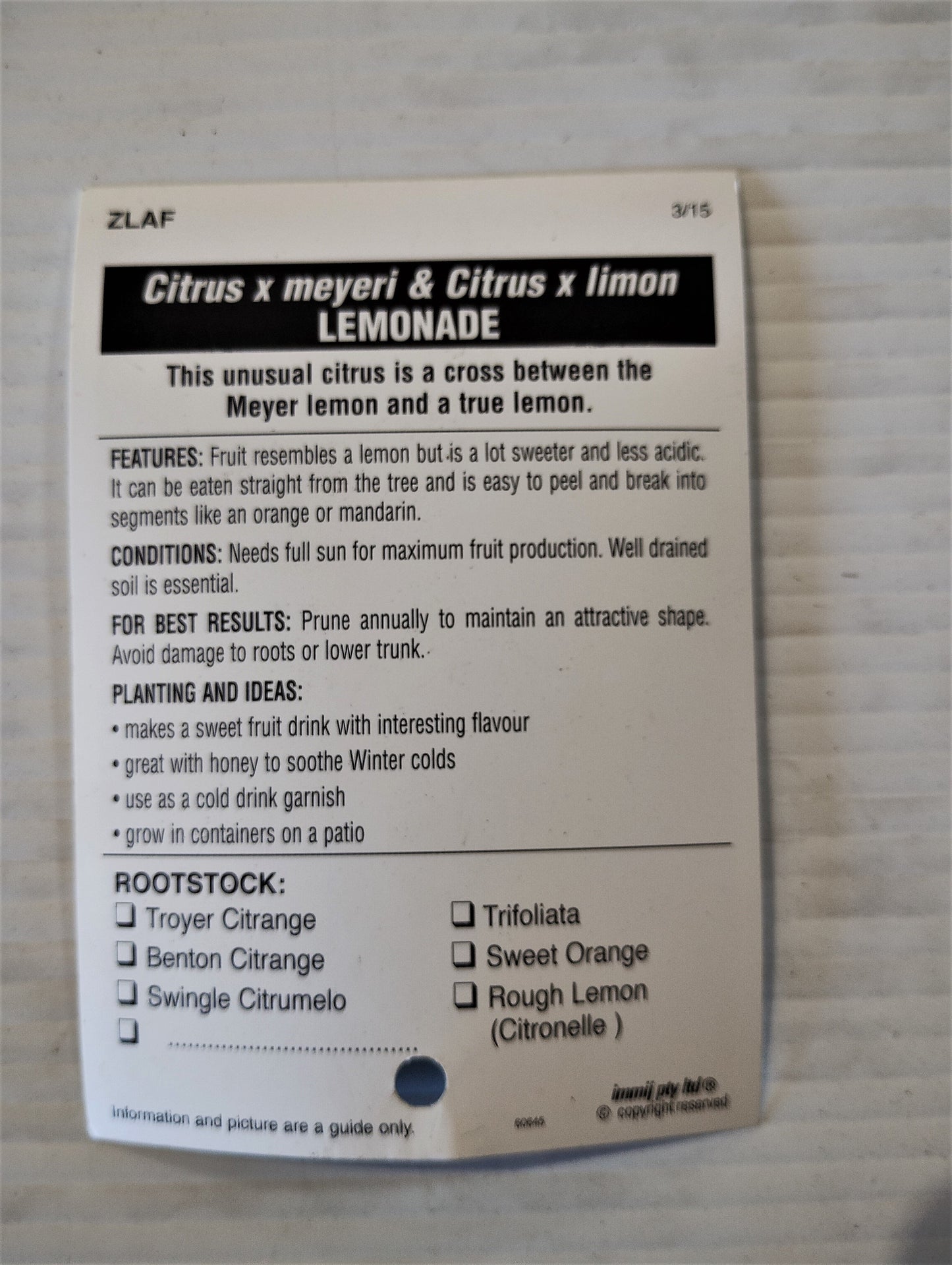 Dwarf ‘Lemonade’ image 2