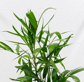 Bamboo Palms image 1