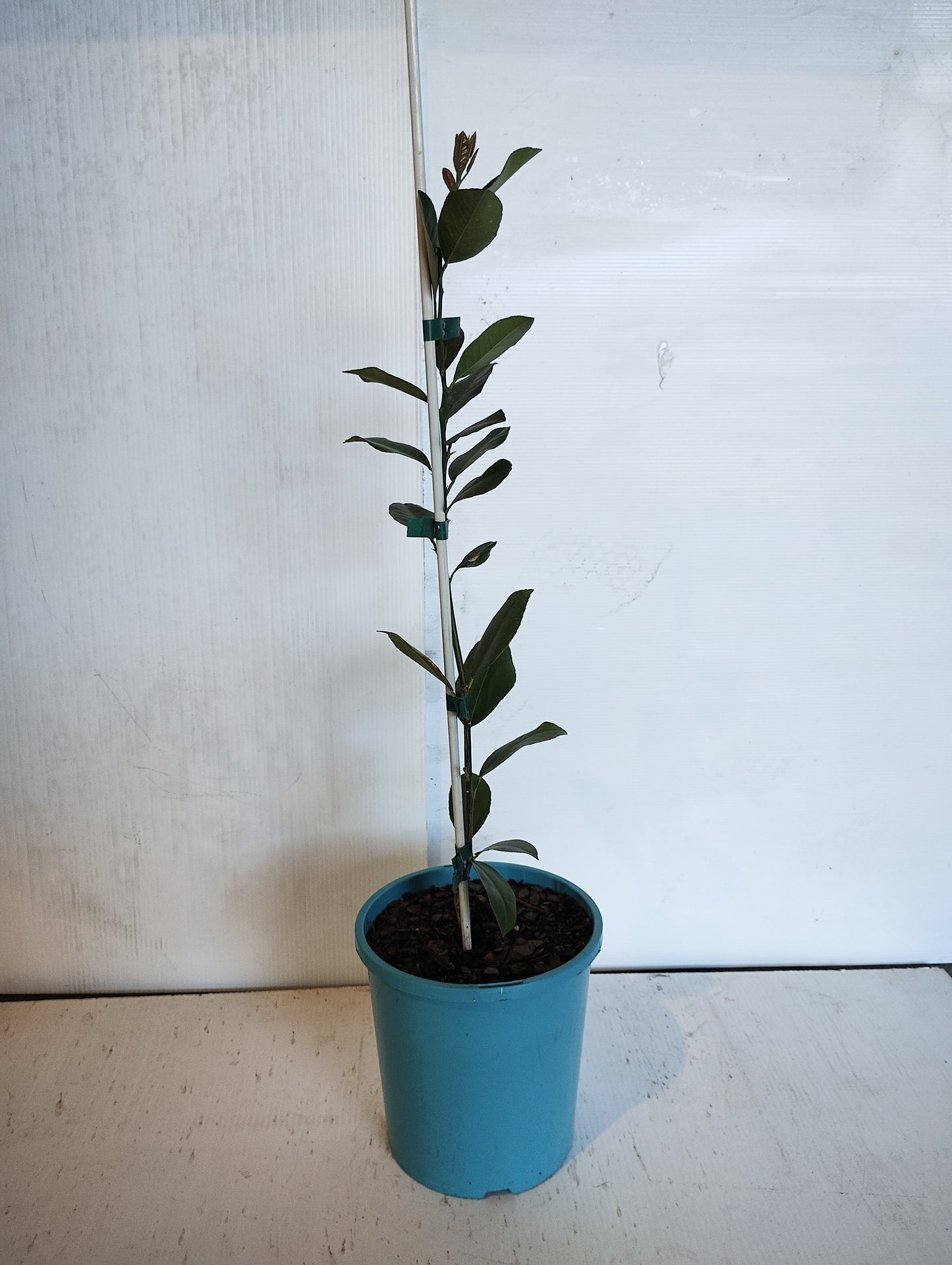 Dwarf ‘Lemonade’ image 0