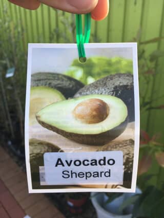 Avocado Shephard image 1