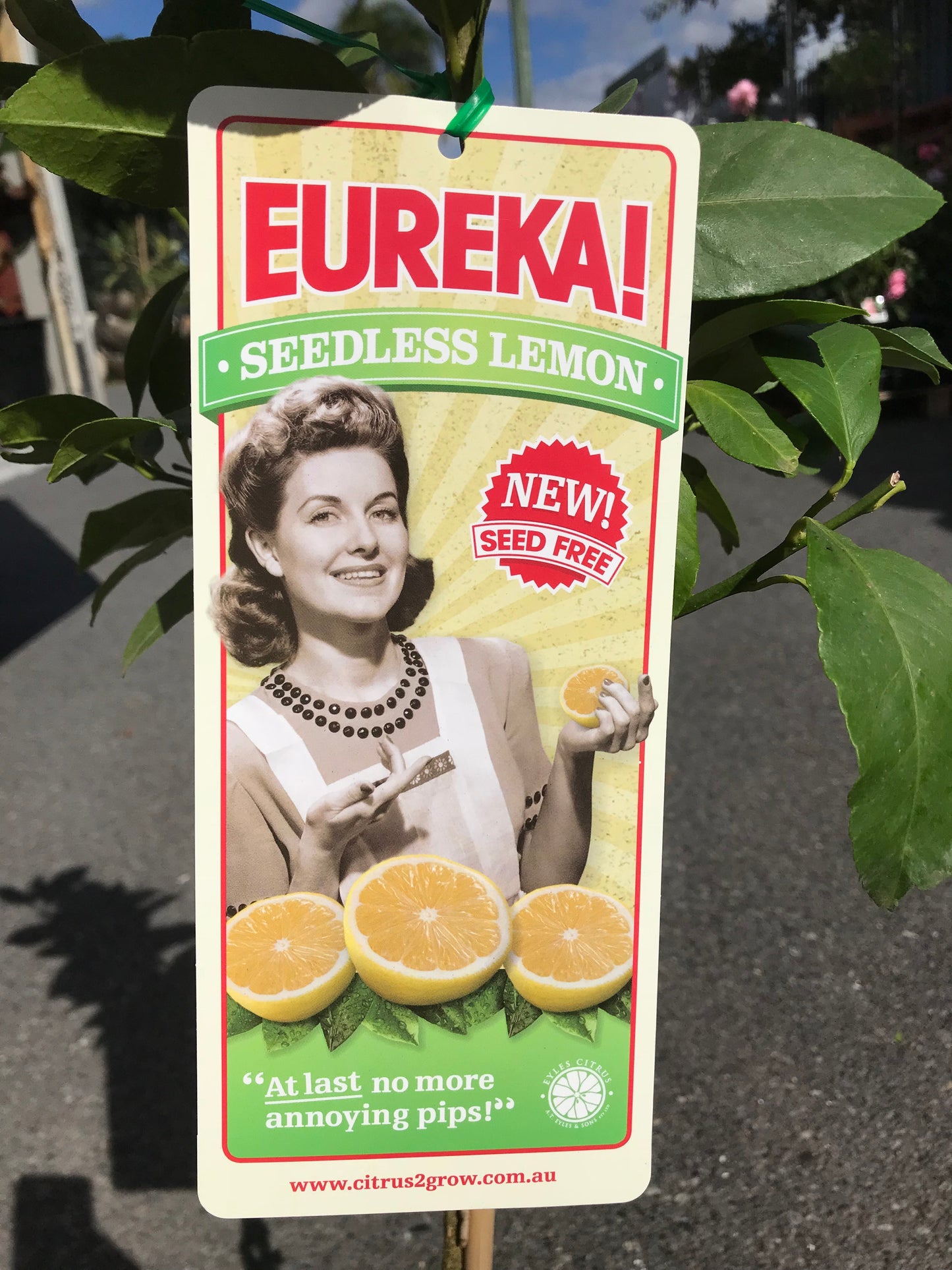 Lemon (Eureka) image 2