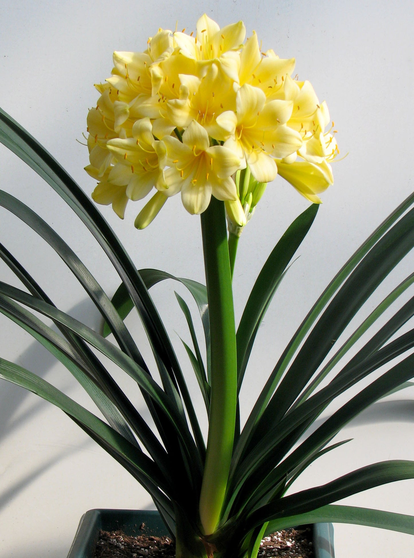 Clivia Miniata 'Cream Form' image 3