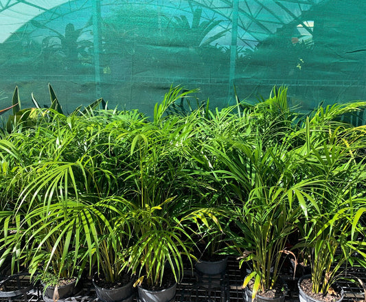 Golden Cane Palms image 2