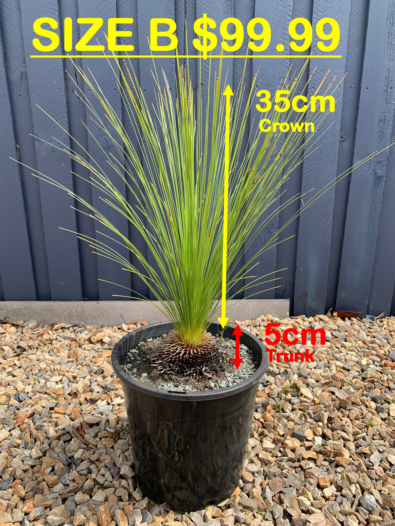 Grass Trees - B image