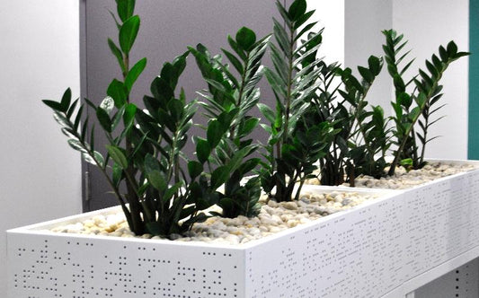 Zanzibar Gem image 1