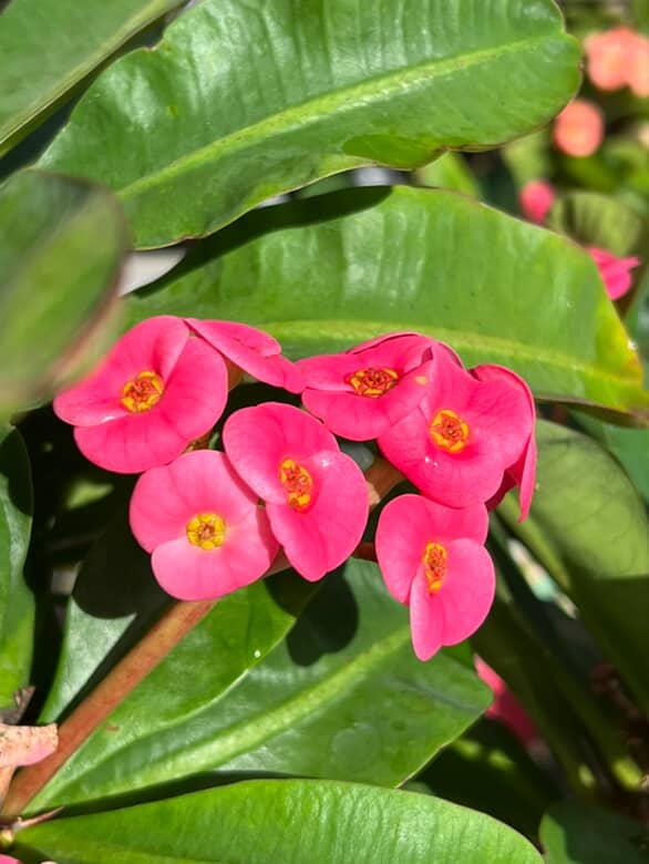 Euphorbia Lipstick image 3