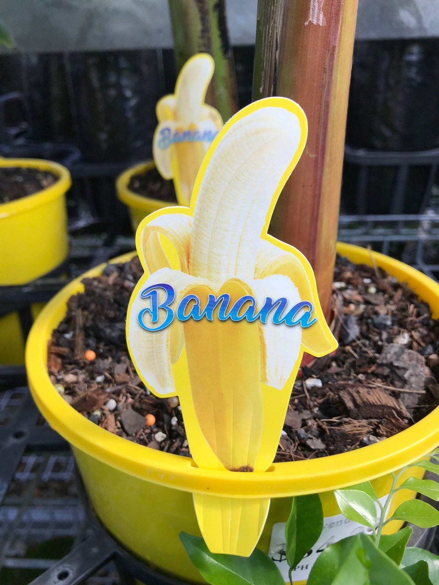Cavendish Banana image 2