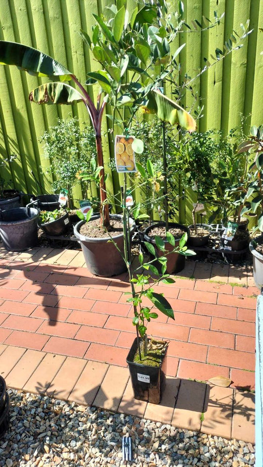 Orange 'Washington Navel' image 1