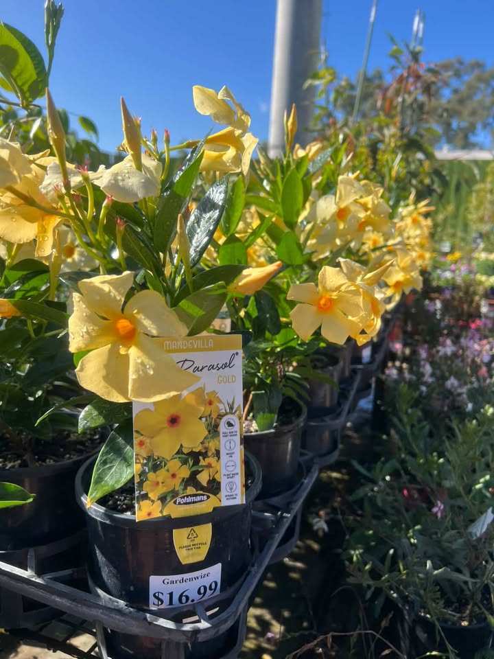Mandevilla Sun Parasol- Gold image 0
