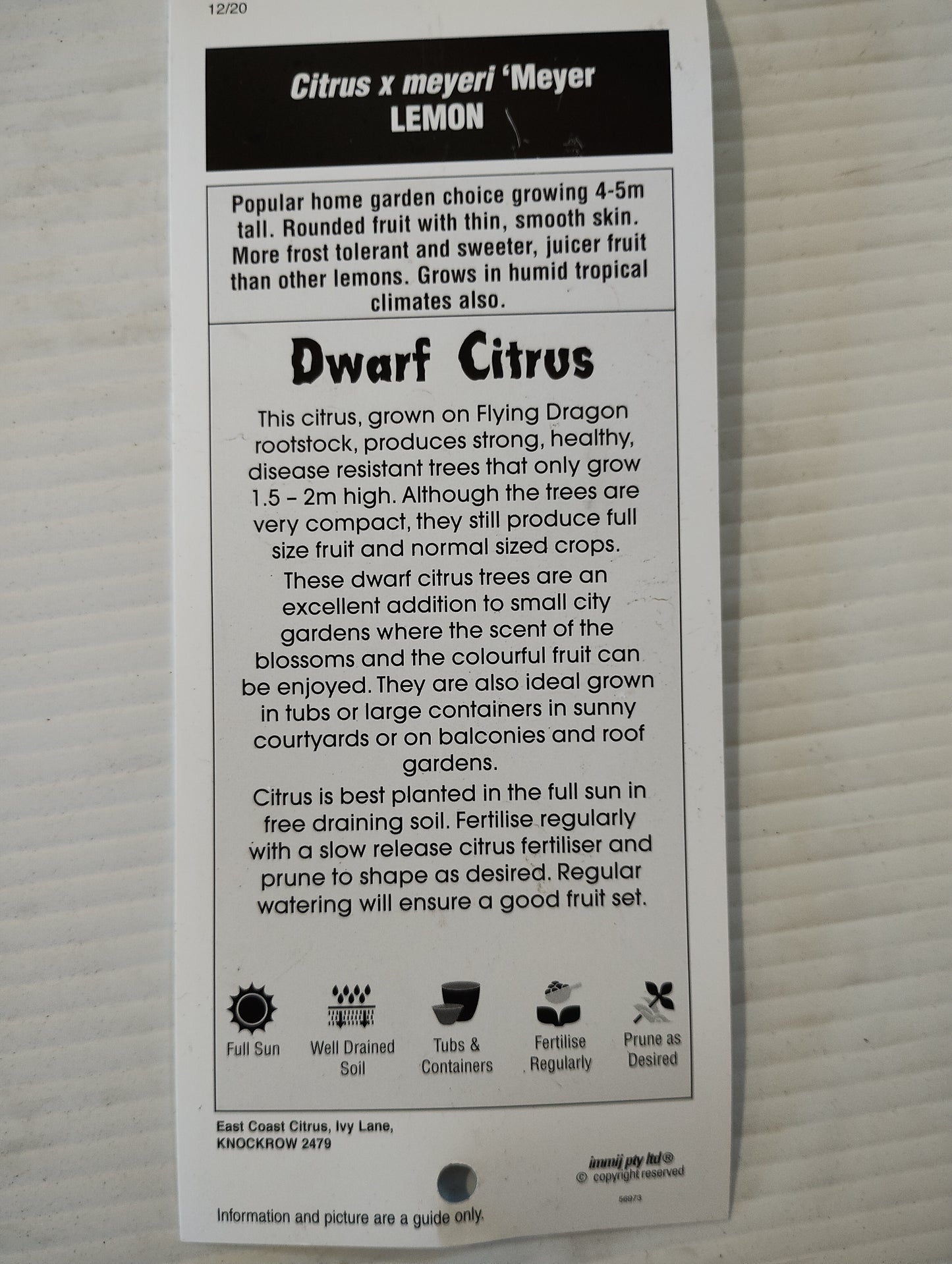Dwarf ‘Meyer’ Lemon image 2