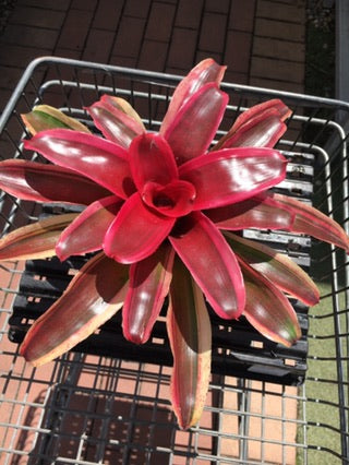 Neoregelia Dwarf 'Albo' image 1