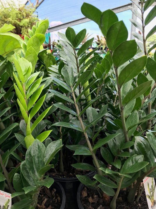 Zanzibar Gem image 1