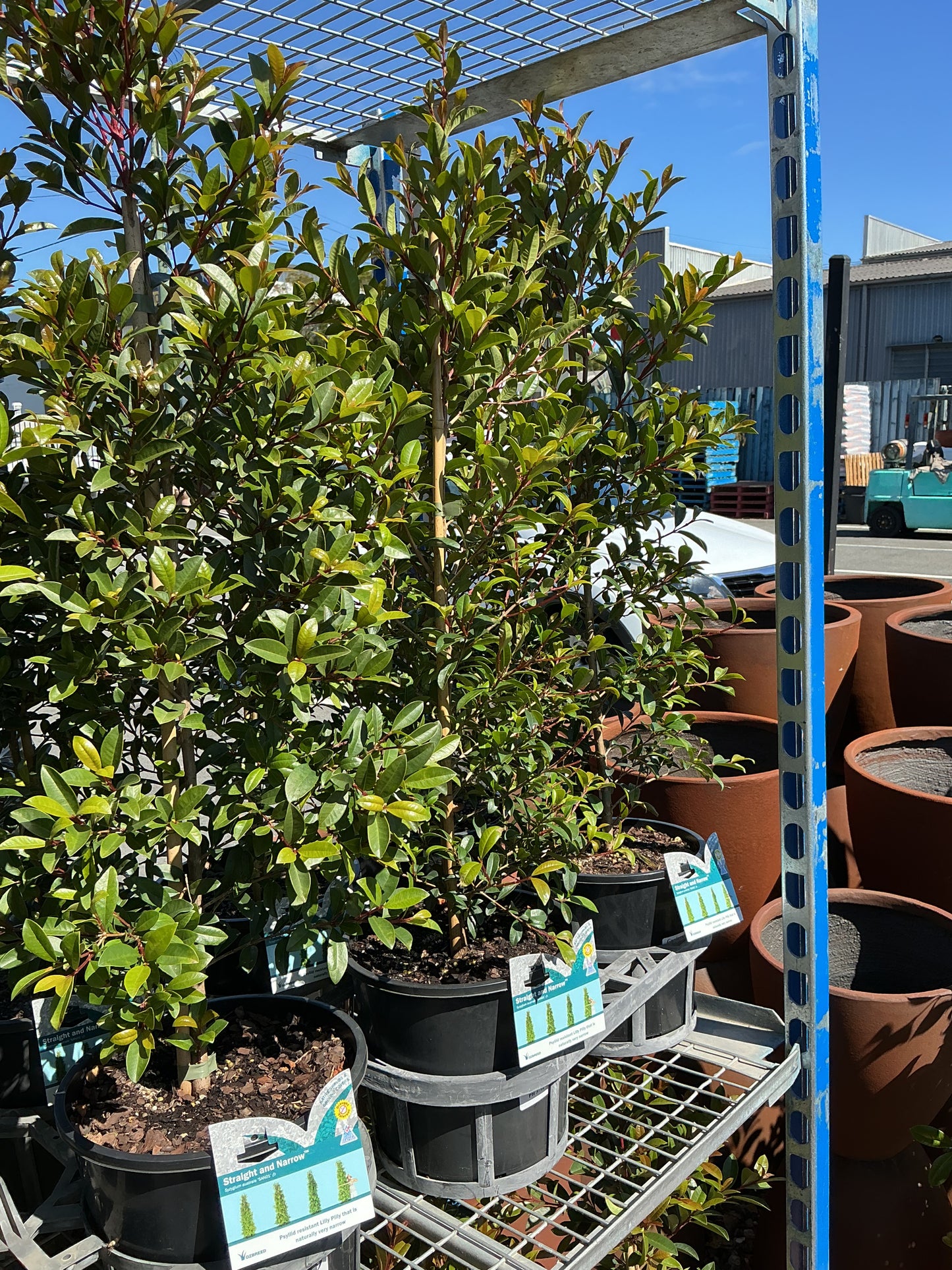 Lilly Pilly straight and narrow 200mm