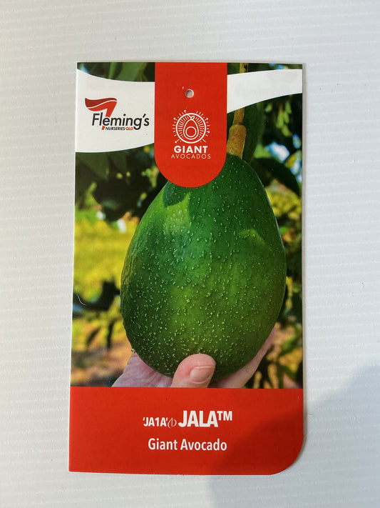 Jala JA1A Giant Avocado