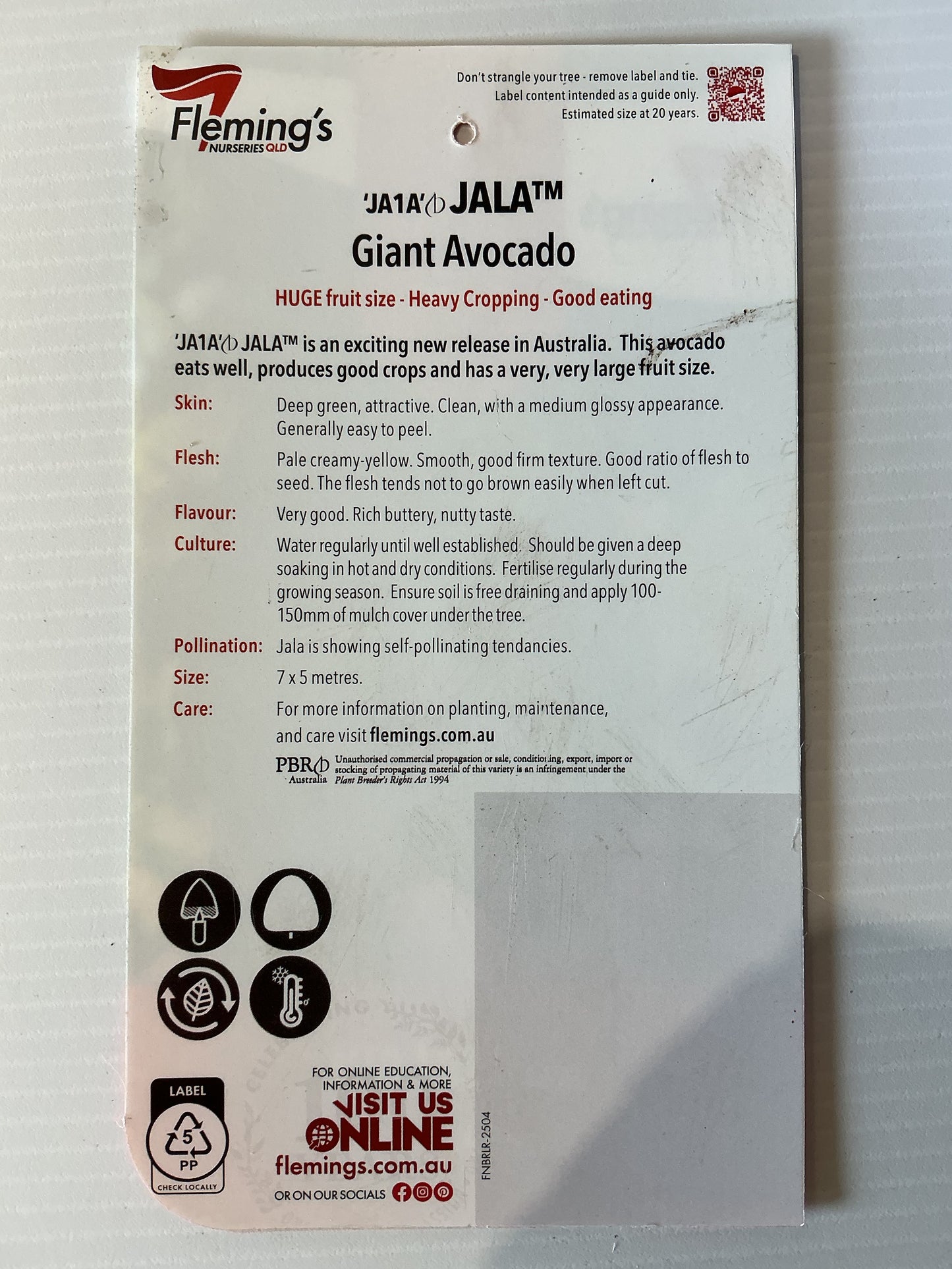 Jala JA1A Giant Avocado