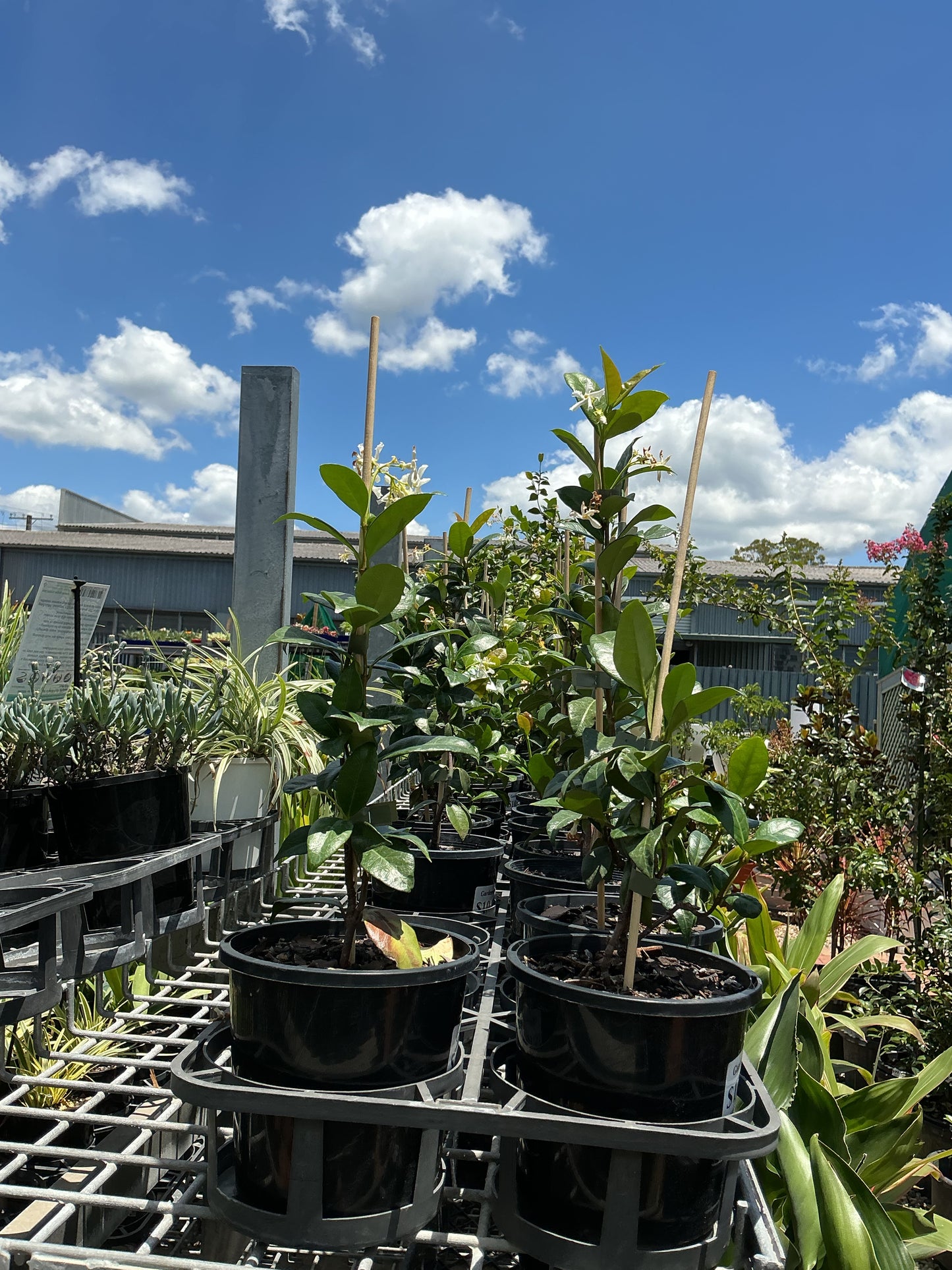 Trachelospermum jasminoides 'Star Jasmine'