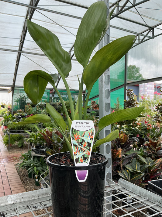 Strelitzia reginae 'Bird of Paradise'