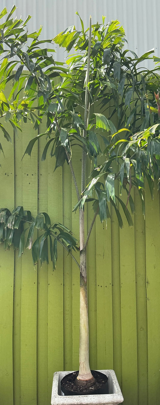 Foxtail Palm (Wodyetia bifurcata)